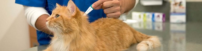 Bravecto treatments for cats