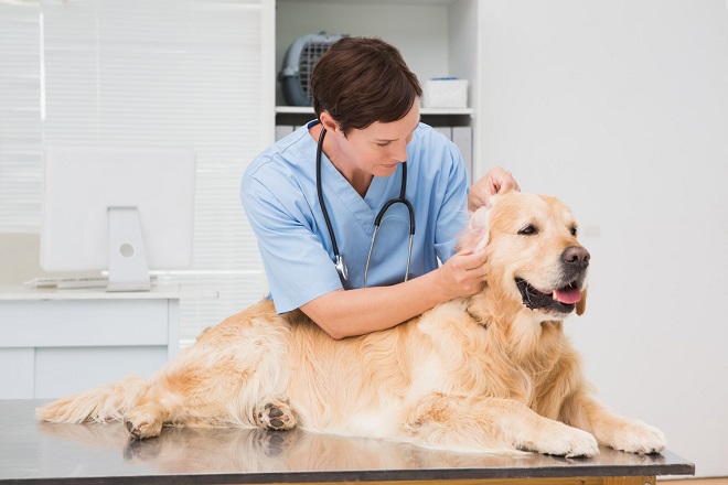 Dog at vet